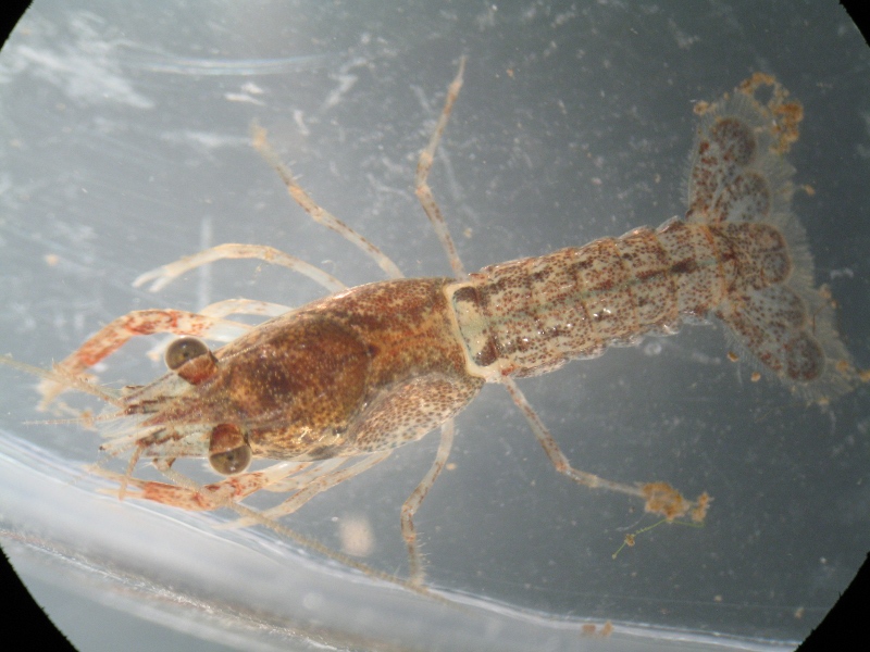 Procambarus clarkii : piccoli killer crescono